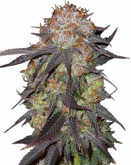 Purple Pineberry Feminized Seeds