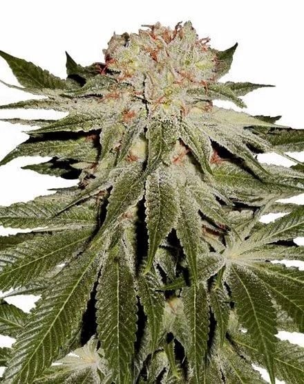 Stardawg Feminized Seeds