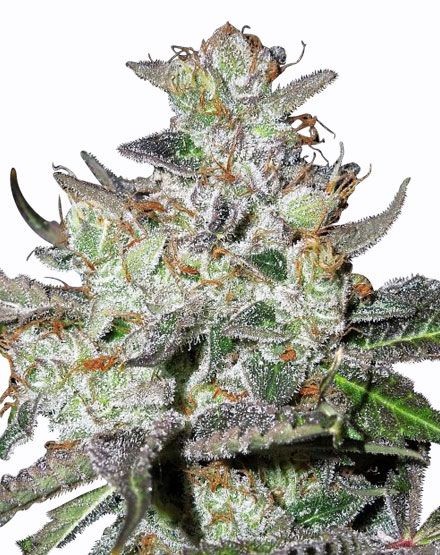 Caramelicious Feminized Seeds