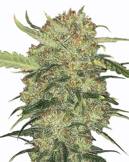 Skywalker OG Feminized Seeds