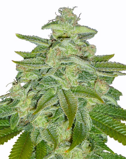 Pineapple Kush Feminized Seeds