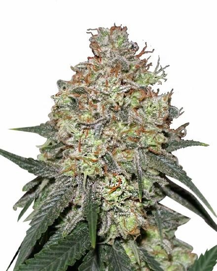 Pineapple Express Feminized Seeds