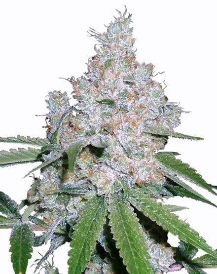 Power Plant Feminized Seeds