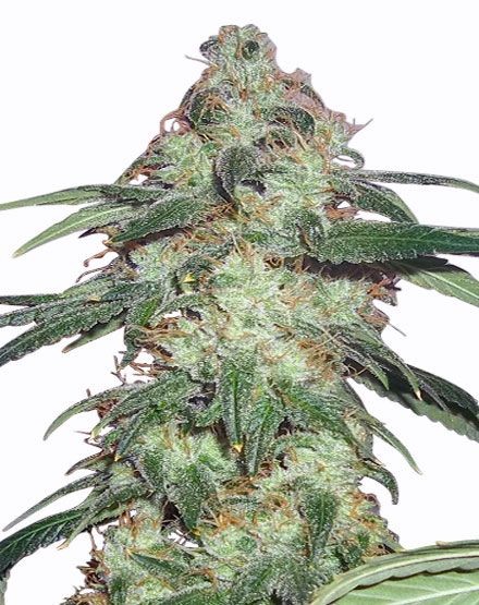 Super Silver Haze Feminized Seeds