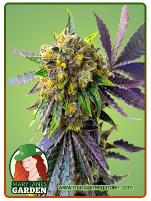 Cement Shoes Feminized Marijuana Seeds