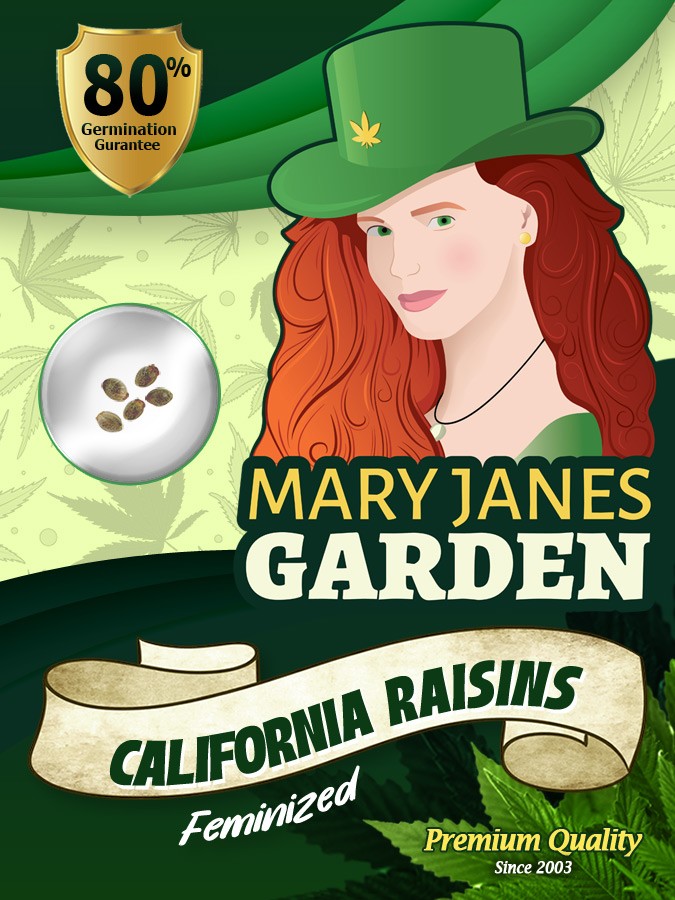 California Raisins Strain Feminized Marijuana Seeds