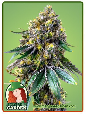 Critical+ Strain Feminized Marijuana Seeds