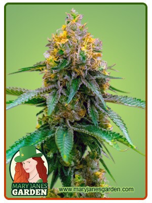 Girl Scout Cookies Strain Autoflowering Feminized Marijuana Seeds
