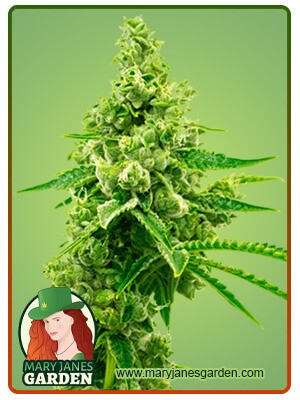 Critical Mass Strain Autoflowering Feminized Marijuana Seeds