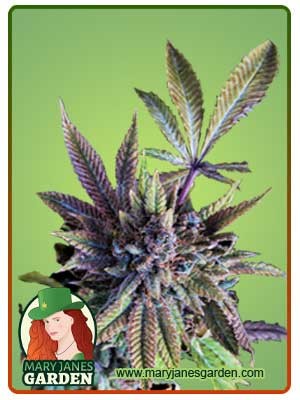 Acapulco Gold Autoflowering Marijuana Seeds