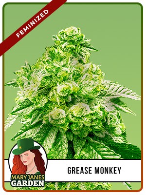 Grease Monkey Strain Feminized Marijuana Seeds