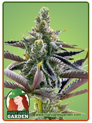 California Dream Strain Feminized Marijuana Seeds