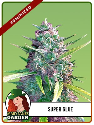 Super Glue Strain Feminized Marijuana Seeds