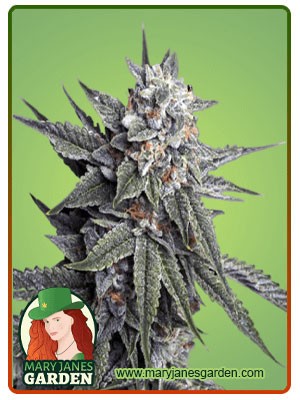 Strawberry Banana Strain Feminized Marijuana Seeds