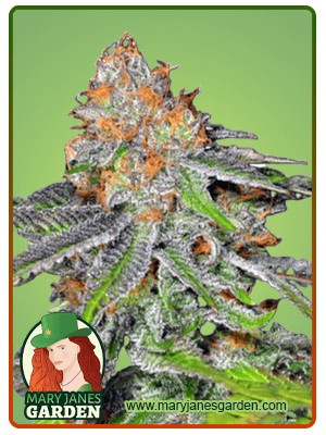 Grape Ape Strain Feminized Marijuana Seeds