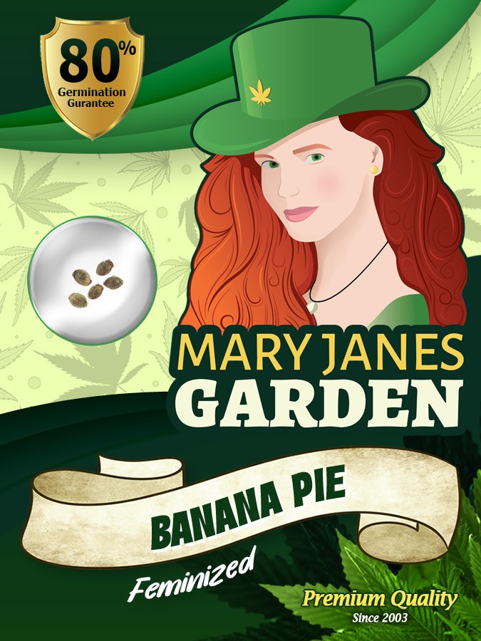 Banana Pie Strain Feminized Marijuana Seeds