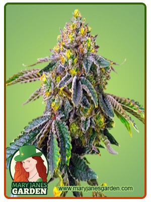 AK-47 Strain Feminized Marijuana Seeds