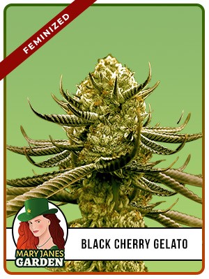 Black Cherry Gelato Strain Feminized Marijuana Seeds