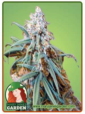 Lemon Kush Feminized Marijuana Seeds