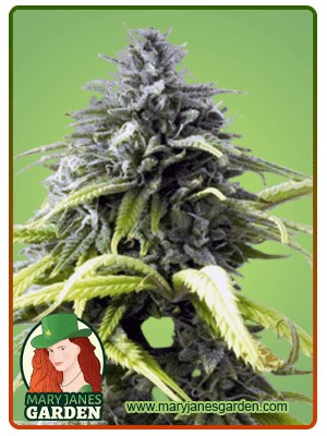 Skunk#1 Strain Autoflowering Feminized Marijuana Seeds