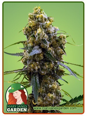 Bruce Banner Strain Feminized Marijuana Seeds