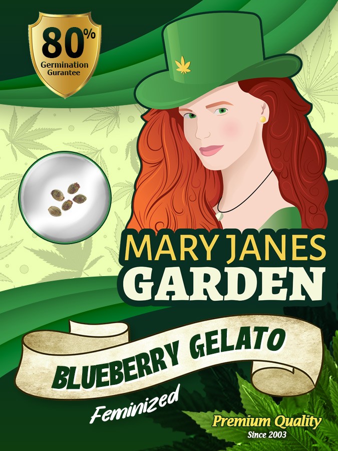 Blueberry Gelato Strain Feminized Marijuana Seeds