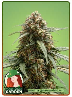 Berry Strain Autoflowering Feminized Marijuana Seeds
