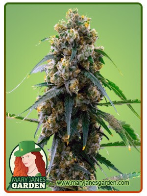 3 Kings Strain Feminized Marijuana Seeds