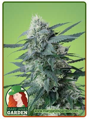King’s Kush Feminized Marijuana Seeds