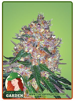 Pink Runtz Strain Autoflowering Feminized Marijuana Seeds