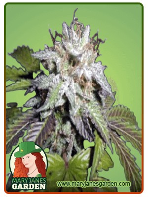 Sunset Sherbet Strain Feminized Marijuana Seeds