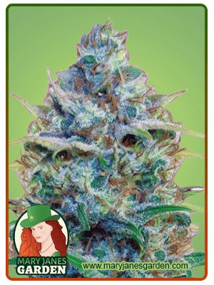 Strawberry Cough Strain Feminized Marijuana Seeds
