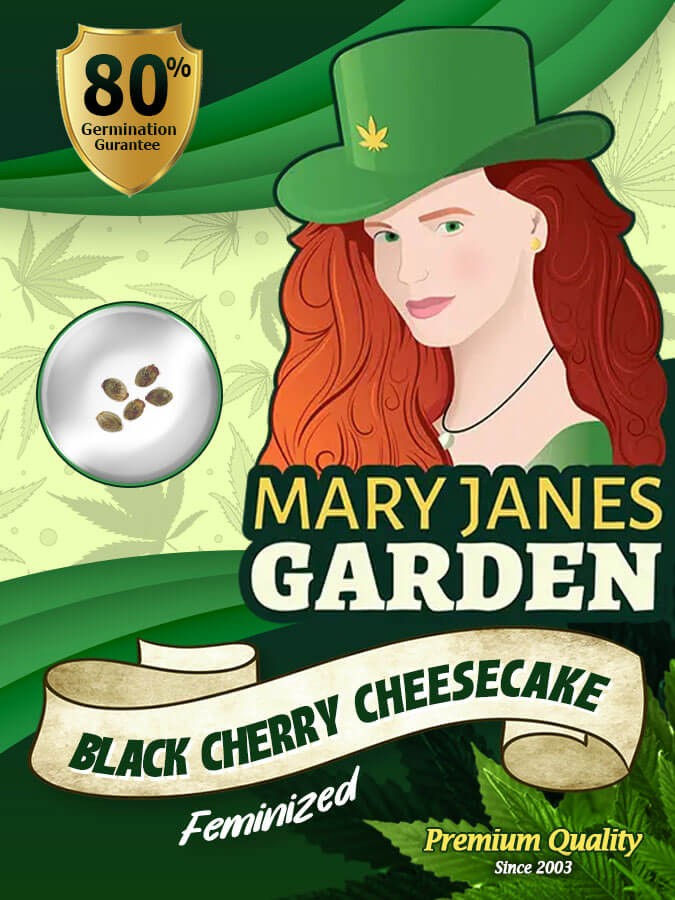 Black Cherry Cheesecake Strain Feminized Marijuana Seeds