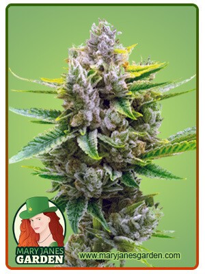 Auto CBD Critical Mass Strain Marijuana Seeds