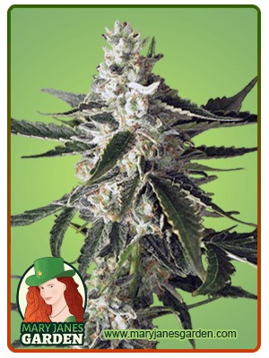 Great White Shark Strain Feminized Marijuana Seeds