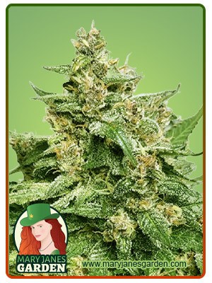 Alien Candy Strain Autoflowering Feminized Marijuana Seeds