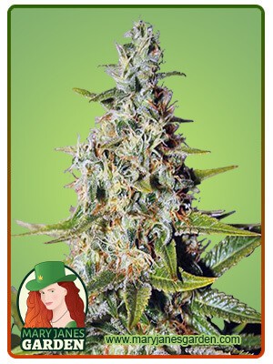 Afghan Strain Autoflowering Feminized Marijuana Seeds