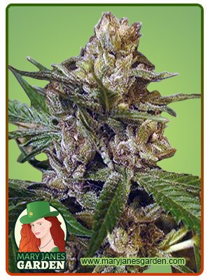 Leprechron Strain Feminized Cannabis Seeds