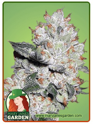 True OG Strain Feminized Marijuana Seeds