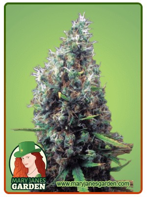 Tijuana Strain Feminized Marijuana Seeds