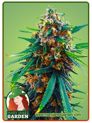 Blueberry Strain Feminized Marijuana Seeds