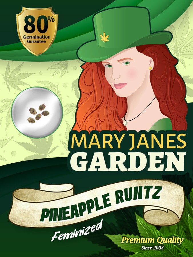 Pineapple Runtz Strain Feminized Marijuana Seeds