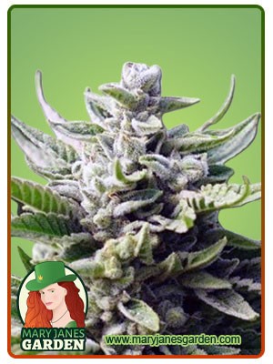 Utopia Strain Feminized Marijuana Seeds