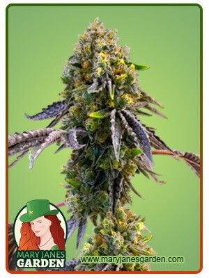 Fruit Strain Autoflowering Feminized Marijuana Seeds
