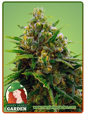 Cinderella99 Strain Feminized Marijuana Seeds