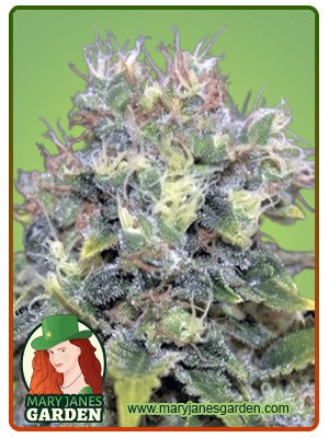 Yumbolt Autoflowering Marijuana Seeds