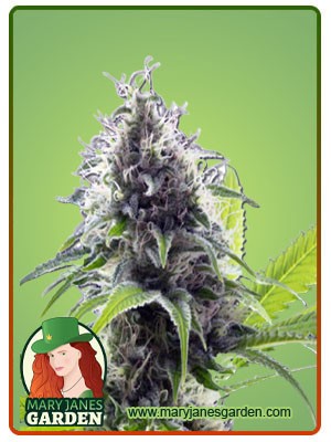 Hawaiian Fire Strain Autoflowering Feminized Marijuana Seeds