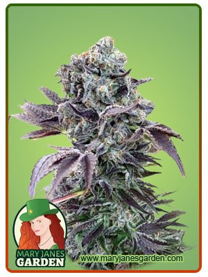 Chunky Monkey Strain Feminized Marijuana Seeds