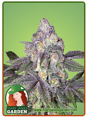 Orange Cake Strain Autoflowering Feminized Marijuana Seeds