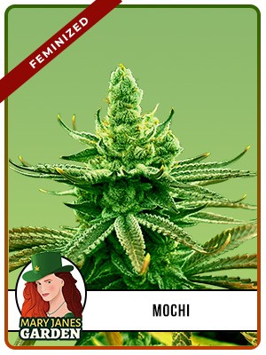 Mochi Strain Feminized Marijuana Seeds